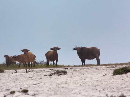 La naturaleza del Parque Nacional Loango