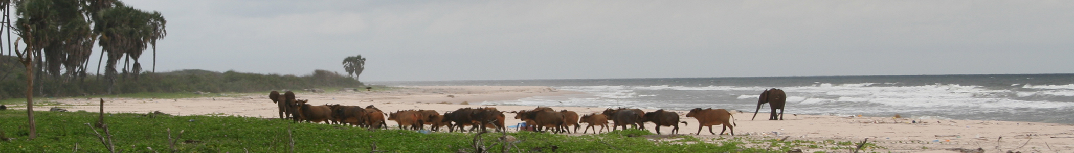 Littoral du parc national de Loango